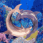 Dauphins jouant ensemble