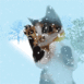 Un chat essuie-glace