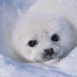 B�b� phoque de face