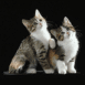 Chatons dans le noir