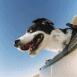 Chien � la porti�re