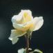 Rose blanche