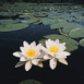 N�nuphars