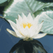 N�nuphar