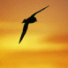 Mouette en contre jour