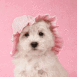 Bichon portant un chapeau rose