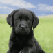 Chiot labrador noir