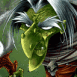T�te de sorci�re
