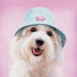 Chiot terrier du Tibet portant un chapeau