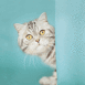 Chat derri�re un angle de mur
