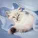 Chaton dans une couverture