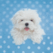 Chiot shih tzu sur un canap� bleu
