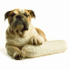 Bouledogue et saucisson