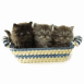 Trois chatons dans un panier