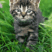 Chaton dans l'herbe