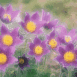 Fleurs mauves