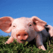 Cochon mignon