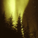 Aurore bor�ale sous les sapins