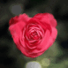 Coeur de rose