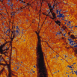 Sous les arbres en automne