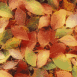 Feuilles d'automne