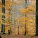 Sous-bois en automne
