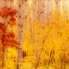 Bouleaux en automne