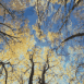 Frondaison arboricole en automne