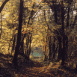 Soleil d'automne � travers la futaie