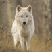 Loup blanc immobile