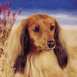 Chien