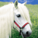 Poney blanc
