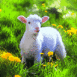 Mouton dans l'herbe