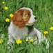 Chien dans l'herbe