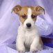 Chiot dans une bo�te