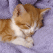Chaton sous une couverture