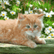 Chat sur une planche