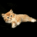 Chat sur fond noir