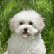 Bichon qui jappe