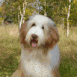Chien de berger � poils longs