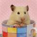 Hamster dans une tasse