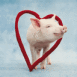 Cochon dans un coeur