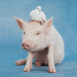 Cochon portant une colombe