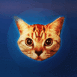 T�te de chat