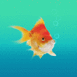 Poisson rouge faisant des bulles