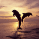 Dauphins au cr�puscule