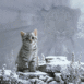 Chat des neiges