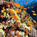 Fonds sous-marins