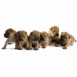 Chiots align�s