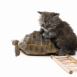 Tortue portant un chaton